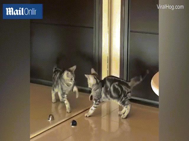 Lần đầu thấy gương, mèo hành động khiến chủ không nhịn được cười