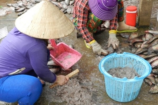 An Giang: Bí ẩn người mua gom vảy cá khắp các chợ