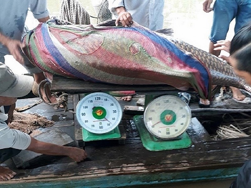 Bắt được cá hô vàng 125 kg ở sông Tiền, bán được 300 triệu đồng