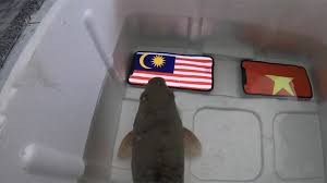 Số phận thê thảm của con cá dự đoán Malaysia thắng chung kết AFF Cup