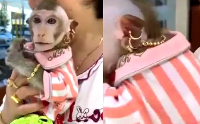Chú khỉ “quý tộc” ở Kiên Giang đeo vàng từ đầu đến chân, chỉ thích ăn nho Mỹ