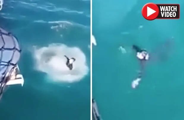 Video: Thanh niên nhảy xuống nước và hối hận ngay lập tức vì thấy điều đáng sợ