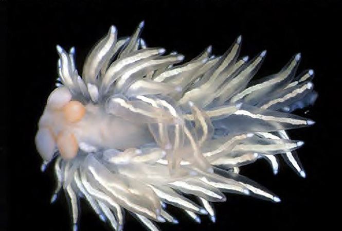 5 loài hải sâm tuyệt đẹp mới được phát hiện ở Thái Bình Dương