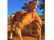 Chú Kangaroo có thể hình vạm vỡ như “kẻ hủy diệt“
