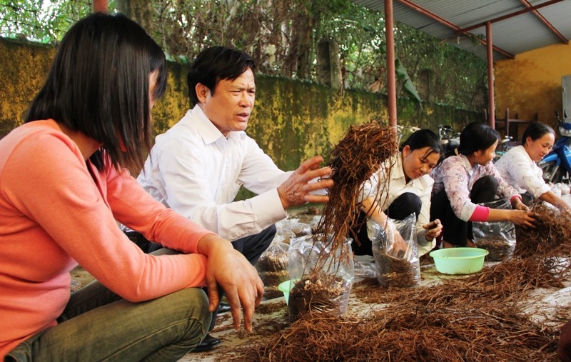 Đào tạo nghề trồng nấm cho lao động nông thôn