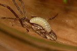 Kỳ lạ loài tò vò "bắt hồn nhện" trong rừng rậm Amazon