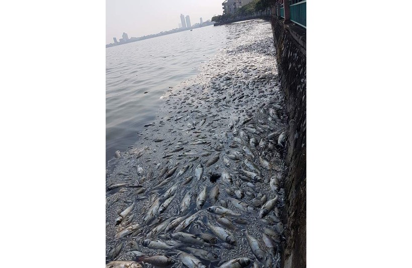 Ô nhiễm môi trường, hàng loạt cá chết ở hồ Tây trong thời gian qua