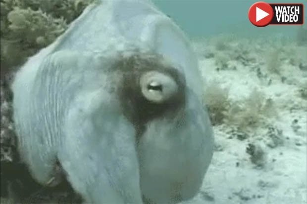 Video: Kinh ngạc bạch tuộc “biến hình” nhanh như chớp 