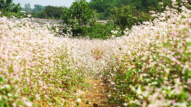 Đẹp ngỡ ngàng cánh đồng hoa tam giác mạch nở rộ tại Hà Nội