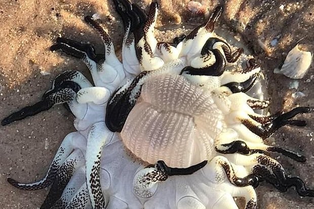 Sinh vật “ngoài hành tinh” kì dị trôi dạt vào bờ biển Úc
