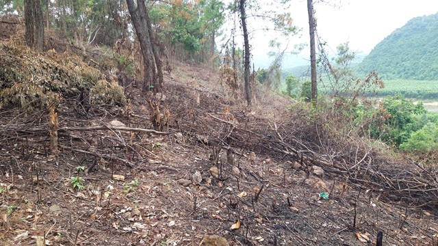 Tiểu khu rừng phòng hộ 775 bị tàn phá (ảnh chụp tháng 11/2018)