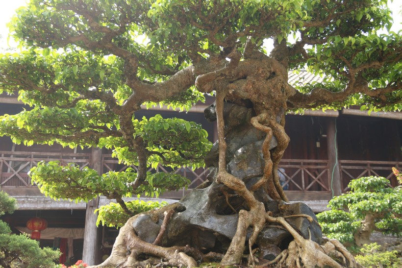 Ngắm cây sanh cổ dáng phượng giá triệu đô của ông vua cây cảnh Việt Nam