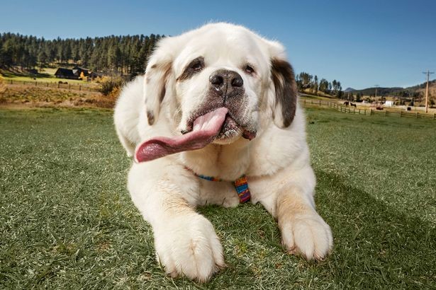 Chú chó có lưỡi dài “miên man” lập kỷ lục thế giới