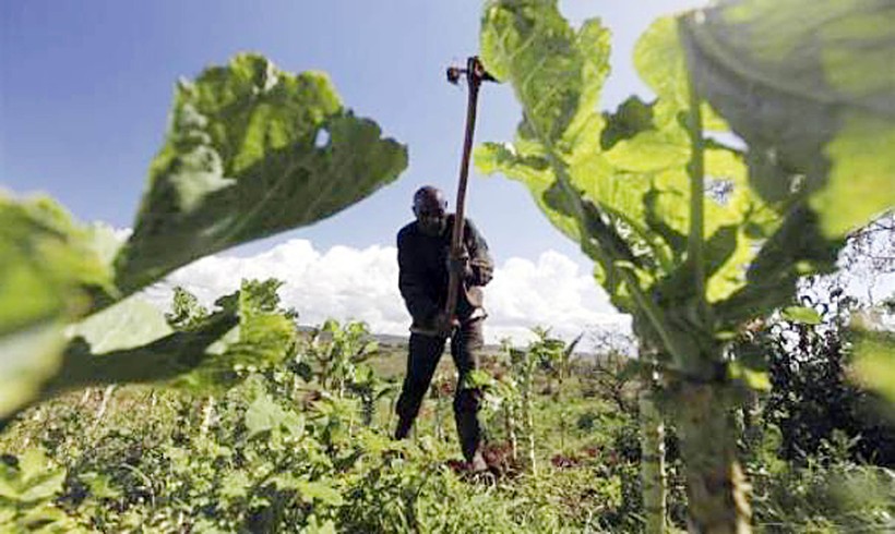 Người lao động trong nền nông nghiệp truyền thống chịu tác động không nhỏ bởi việc ứng dụng công nghệ trong sản xuất lương thực