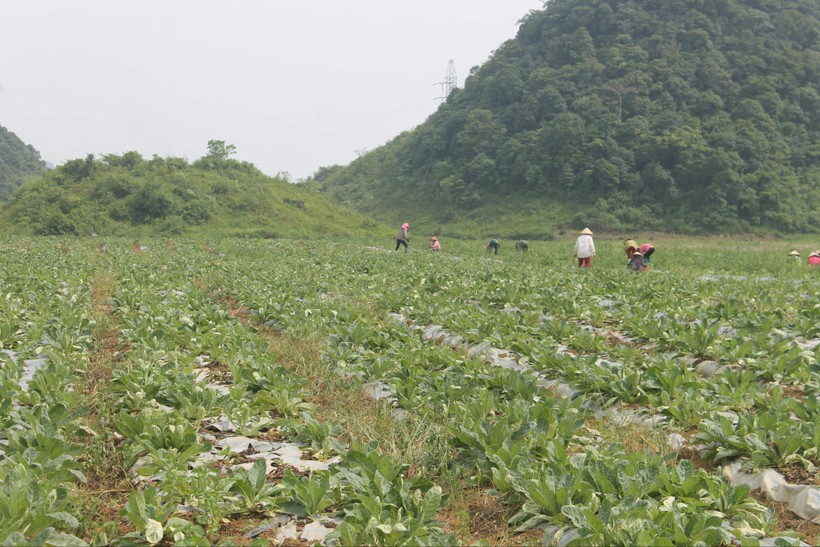 Trồng cây dược liệu tạo việc làm, nâng cao thu nhập cho nông dân Hà Giang