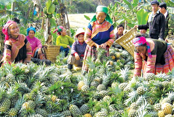 Người dân Bản Lầu sử dụng vốn vay ưu đãi trồng dứa mang lại hiệu quả kinh tế cao