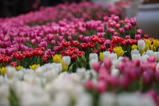Các gốc hoa nhập khẩu được ươm trồng tại Sapa đang trổ bông, sẵn sàng bung nở tại Lễ hội hoa Tulip 2019.