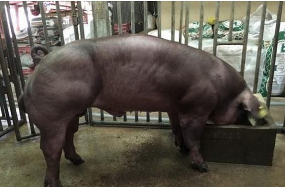 Nông dân Campuchia nuôi lợn có cơ bắp cuồn cuộn như lực sĩ gây phẫn nộ