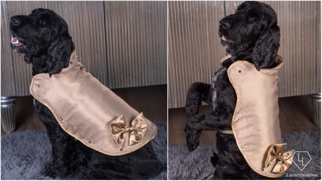 Áo khoác cho chó làm từ vàng 24 karat