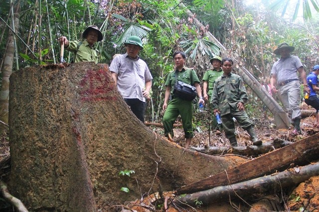 Ông Lê Trí Thanh - Phó Chủ tịch UBND tỉnh Quảng Nam đến đến kiểm tra thực địa tại hiện trường vụ phá rừng phòng hộ giữa địa bàn giáp ranh của xã Jơ Ngây và Tà Lu (huyện Đông Giang).