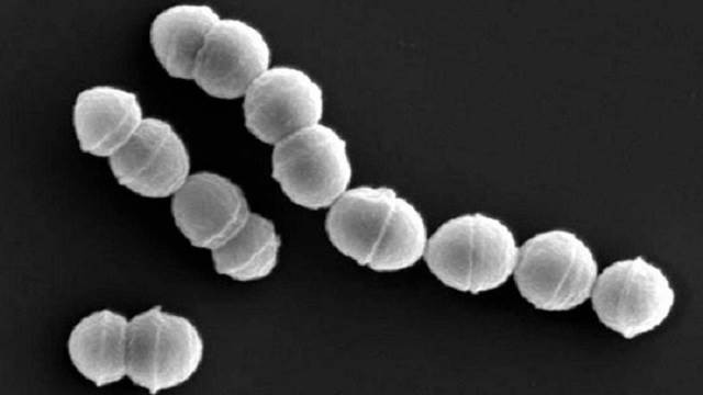 Vi khuẩn “ăn thịt người” tấn công hơn 500 người ở Nhật Bản