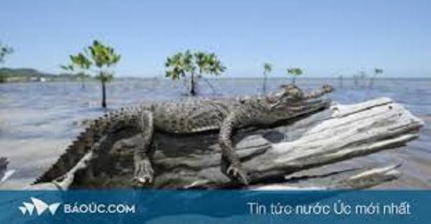 Cá sấu trèo thác nước như người nhện ở Úc
