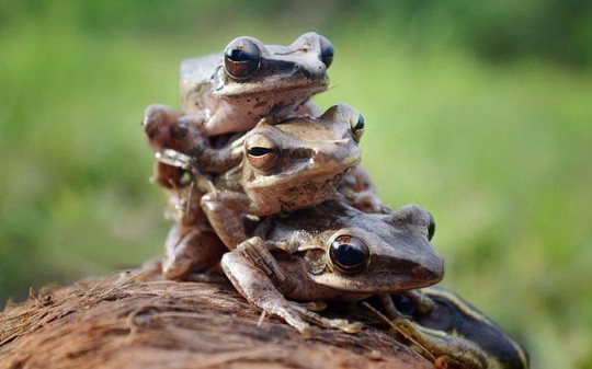 Cặp vợ chồng Pháp khốn khổ vì ếch quá ồn ào trong mùa giao phối