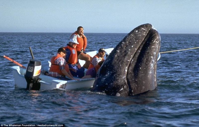 Cá voi 15m bơi sát thuyền, du khách thoải mái vuốt ve