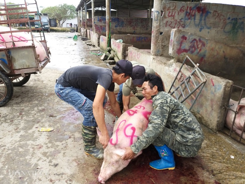 Nhiều thương lái vẫn bán buôn lợn nghi nhiễm dịch