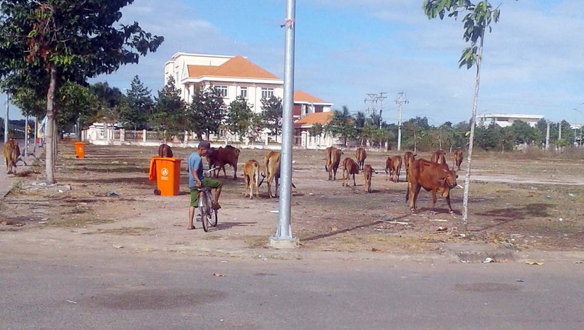 Đàn bò hàng ngày tung tăng gặm cỏ ngay trong khuôn viên trung tâm hành chính huyện Hớn Quản