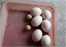 Gà trống đẻ trứng ở Nghệ An