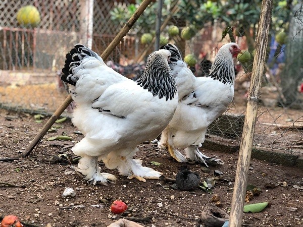 Đại gia Đài Loan chi 70 triệu mua 6 con gà khổng lồ của Việt Nam ăn Tết