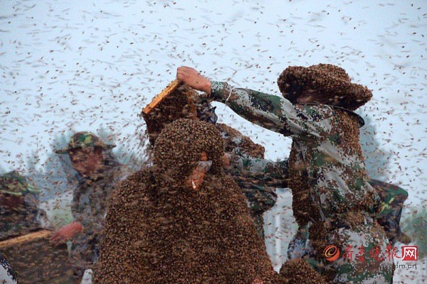 Người đàn ông lập kỷ lục khi để 1 triệu con ong bâu kín người