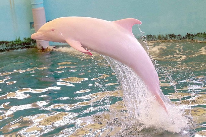 Nhật Bản: “Cá heo trắng” chuyển thành màu hồng phấn mỗi khi tức giận