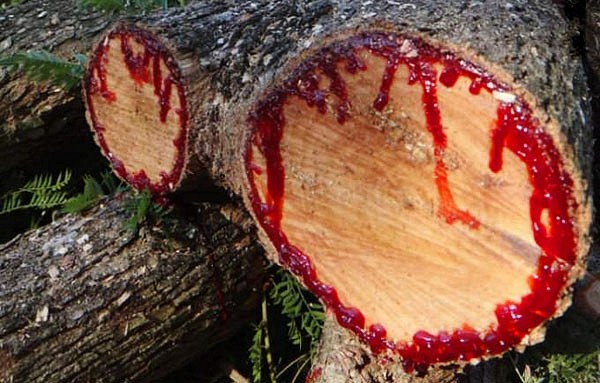 Kỳ lạ loài cây chảy nhựa đỏ như máu