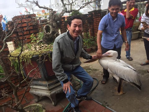 Hàng trăm người kéo xem chim bồ nông có gắn chip định vị ở Cửa Việt