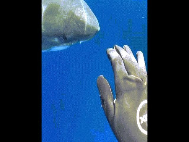 Chạm tay vào cá mập trắng nặng 2,5 tấn, dài chưa từng có
