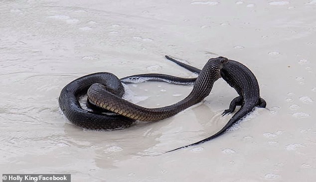 Kinh dị cảnh rắn độc ăn thịt con vật khổng lồ giữa bãi biển