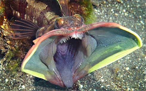 Cận cảnh loài cá nhỏ bé là “ác mộng” dưới đại dương