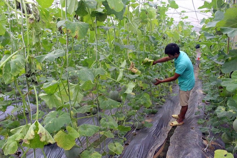 Nông dân Vị Xuyên chăm sóc cây dưa trong mô hình nhà lưới