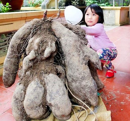 Nghệ An: Dân ùn ùn kéo đi xem củ khoai vạc rồng “khổng lồ”