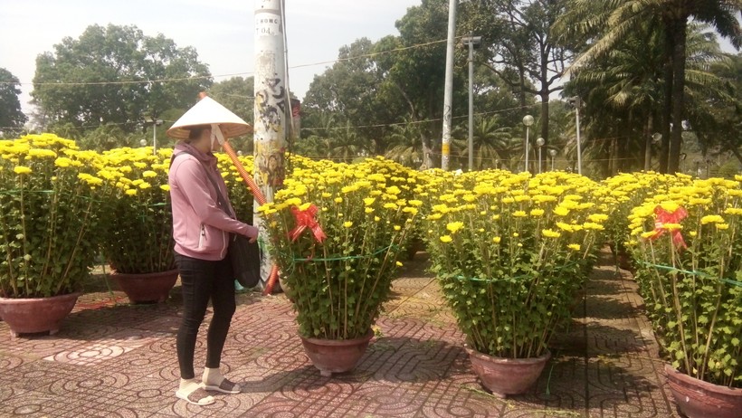 Mua hoa cúc ở công viên Gia Định

