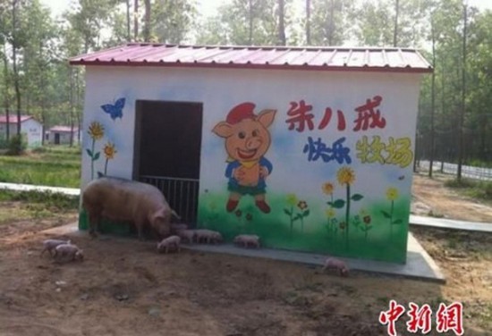 Những trang trại lợn quái đản nhất thế giới