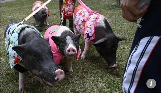 Người phụ nữ bất ngờ nổi tiếng vì nuôi 4 chú lợn làm “thú cưng”