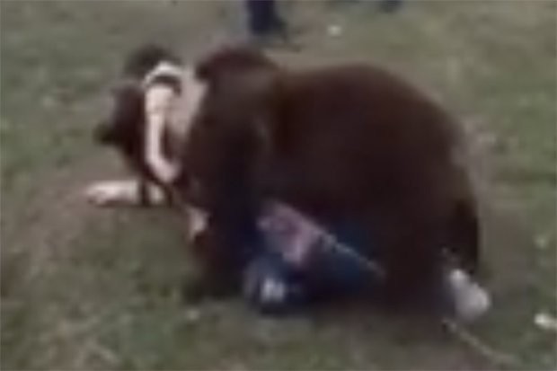Hãi hùng cảnh bé trai vật nhau với gấu ở Nga