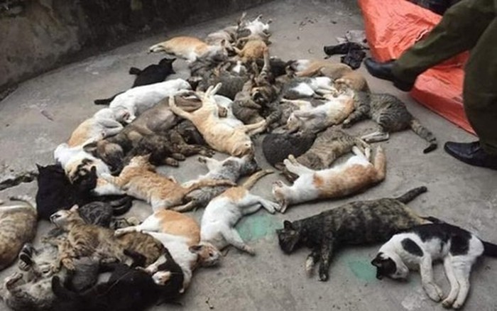 Số lượng chó, mèo chết bất được được người dân gom lại và đem đi tiêu hủy.
