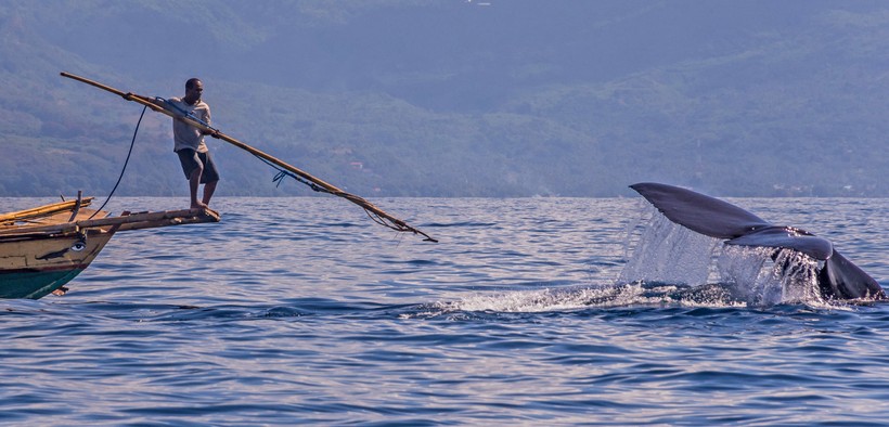 Nạn săn bắt cá voi lấy thịt của con người đang khiến loài này đứng trước nguy cơ sụt giảm số lượng nghiêm trọng