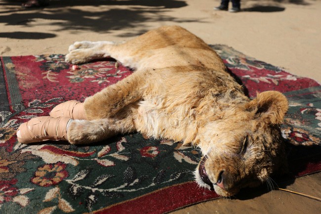 Cắt hết móng sư tử để "chơi với trẻ em”, ban quản lý sở thú bị chỉ trích dữ dội