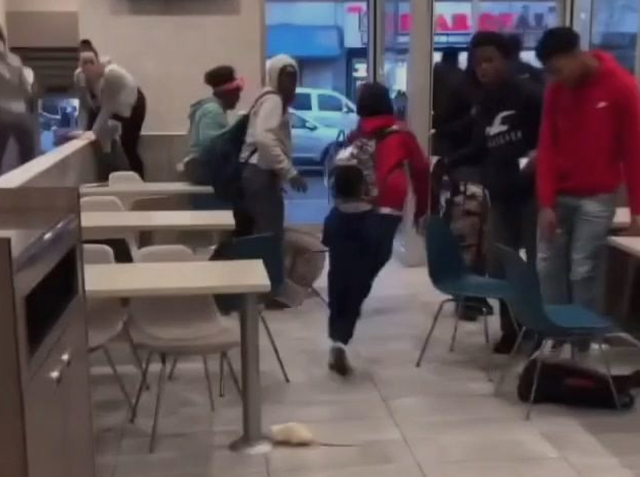 Khách hàng McDonald’s bỏ chạy tán loạn khi con vật này được thả chạy dưới sàn