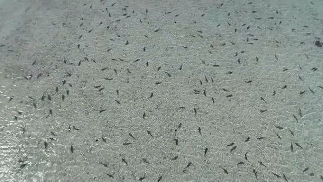 Kì lạ hàng trăm con cá mập "tụ tập" cạnh bờ biển